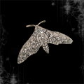 ཐི Mourning Moth Hair Clip ཋྀ