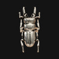 ཐི Bettle Ring ཋྀ